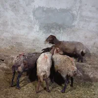 میش آبستن