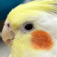 عروس هلندی