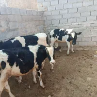 گوساله نر