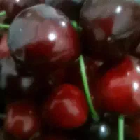 گیلاس کرتی درجه یک