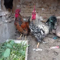 خروس|حیوانات مزرعه|مشهد, شهید معقول|دیوار