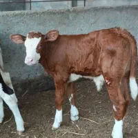 برترین نژاد ها