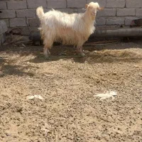 بز و میش