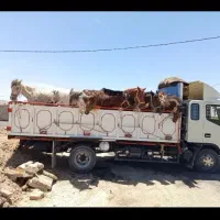 خرید فروش کره اسب