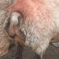 فروش‌7راس‌میش‌چاق‌