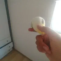 فروش عروس هلندی لوتینو نر معاوضه با ماده