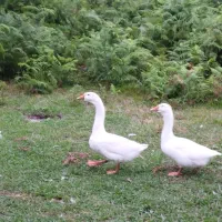 یک جفت قوغاز لیندا ۴ ماهه