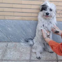 سگ نژاد  شیتتزو