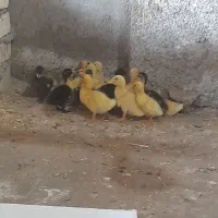جوجه اردک