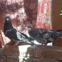 کفتر|پرنده|خاش, |دیوار