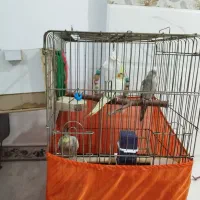 قفس به همراه لونه و وسایل