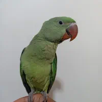 جوجه شاه طوطی نر