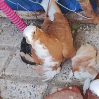 کبوتر|پرنده|مراغه, |دیوار
