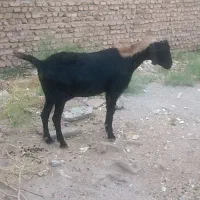 بزا|حیوانات مزرعه|تایباد, |دیوار
