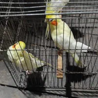 عروس هلندی