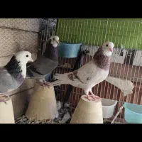 کبوتر شازده طوقی
