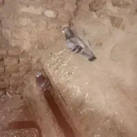 سبز آلمانی