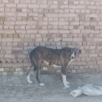 ماده