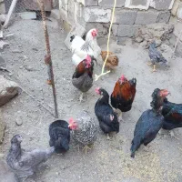 مرغ وخروس