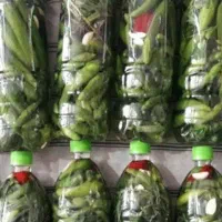 انواع خیال شور