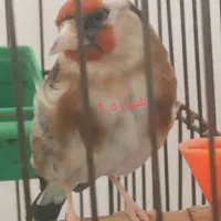 دو عدد سهره ماده