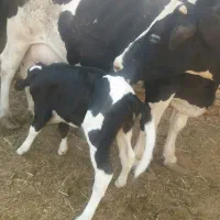 گاو گوساله دار