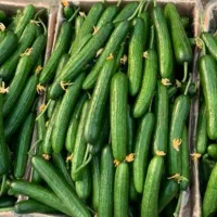 خیار مجلسی گلخانه (رقم ناگین) درجه ۱