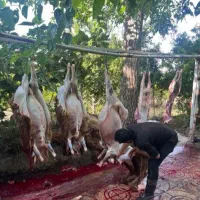 گوسفندپلاک دامپزشکی بهداشتی کم دنبه