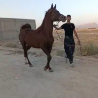 اسب|اسب و تجهیزات اسب‌سواری|کبودرآهنگ, |دیوار