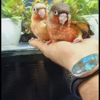 طوطی گرینچیک دستی سخنگو