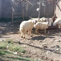 قوچ|حیوانات مزرعه|نیمبلوک, |دیوار