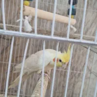 عروس هلندی نر دستی