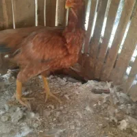 مرغ ساده