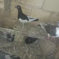 کفتر..سوسکی یهودی.زاغ.پشت