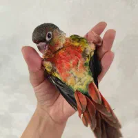 طوطی گرینچیک
