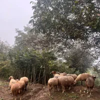 فروش گوسفند و یک قوچ (نر)