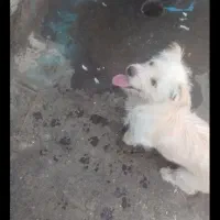 .سگ|سگ|قوچان, |دیوار