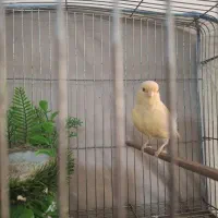 قناری ماده زرد خوشکل خوش رخ