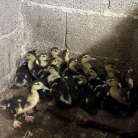 جوجه اردک اسرائیلی ۲۰ روزه