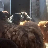 گوسفندنرجوان