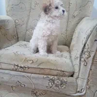 توله