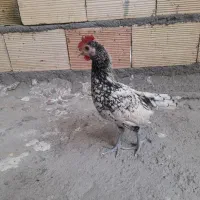 خروس مینیاتوری سبرایت