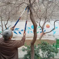 هرس باغبانی