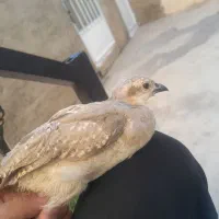 سه عدد جوجه سالم