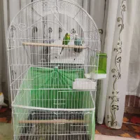 جفت مرغ عشق انگلیسی