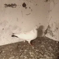 کبوتر|پرنده|رشت, پسیخان|دیوار