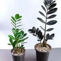گل آپارتمانی و انواع پک تخفیفی ویژه