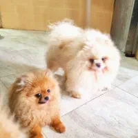 پامرانیان خرسی اصیل