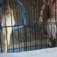 عروس هلندی