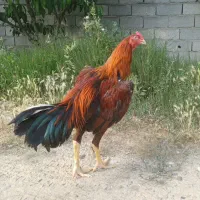 خروس لاری